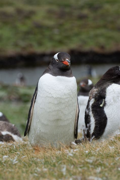 Penguins – Volunteer Point and Bluff Cove, East Falkland, Falkland