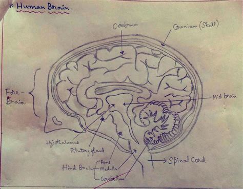 Structure Of Human Brain Edurev Class 10 Question