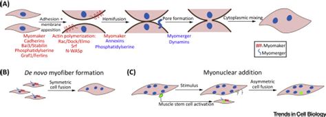 Cell Fusion Merging Membranes And Making Muscle Trends In Cell Biology