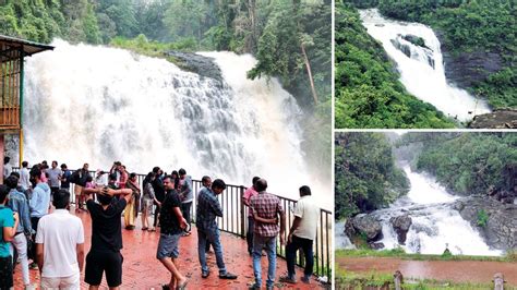 Kodagu waterfalls roar in full glory - Star of Mysore