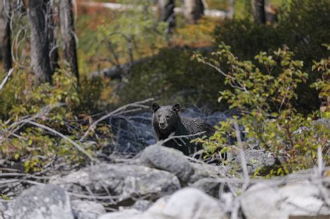 Wildlife Mccall Idaho Lets Go