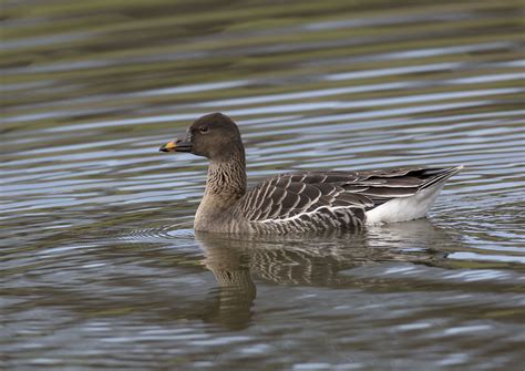 Tundra Bean Goose Song Call Voice Sound