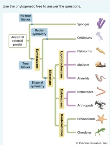 Mastering Biology Chapter 17 18 19 20 Flashcards Quizlet