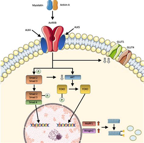 Myostatin Muscle Pathway The Binding Of Myostatin Or Alternatively