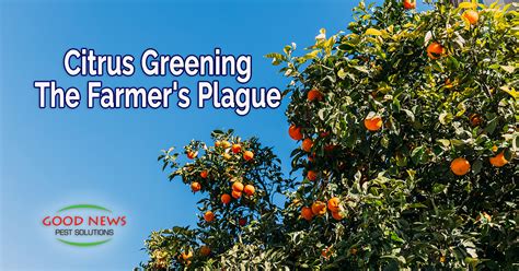 Citrus Greening The Farmers Plague Pest Control In Venice Fl