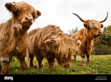 Highland cattle, Scotland Stock Photo - Alamy