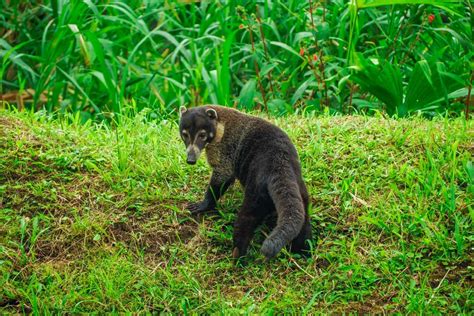 Wildlife in Costa Rica: 25 Must-See Animals and Where to See Them!