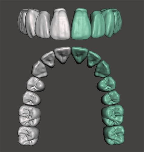 Stl File Maxillary Dental Anatomy For Cad Digisculpt Cougar D