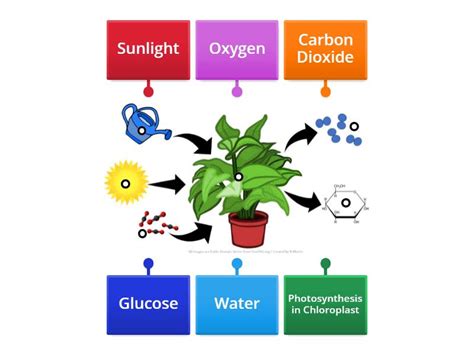 Photosynthesis Diagram - Labelled diagram