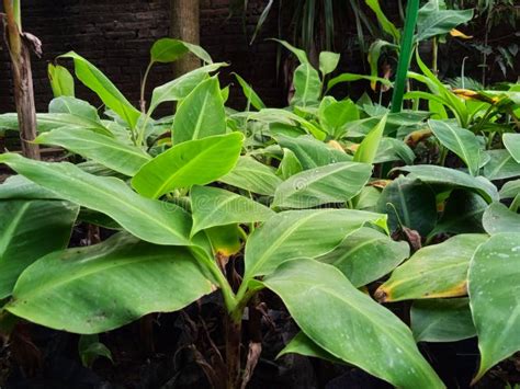 Cavendish Banana Tropical Plant Seeds Stock Photo Image Of Vegetation