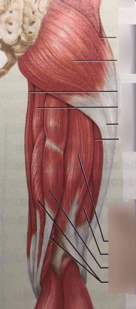 Hamstring And Butt Diagram Quizlet