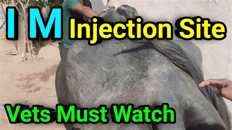 Intramuscular Injection I M Site In Cattle Buffalo Gluteal Muscles And