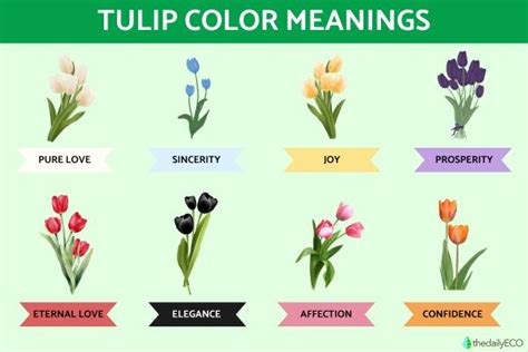 Tulip Color Meanings Symbolism Of Tulips By Color