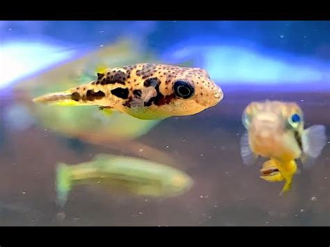 Dwarf Pufferfish Carinotetraodon Travancoricus Youtube