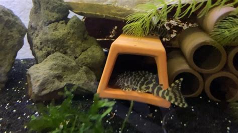 40 Gallon Rimless L134 Leopard Frog Pleco And Black Corydoras Setup