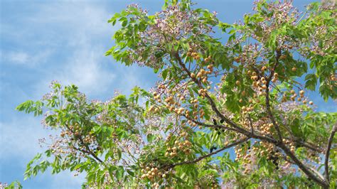 How To Care For A Chinaberry Tree