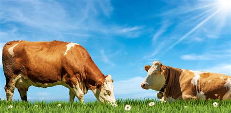 Brown And White Dairy Cows On A Green Pasture Against A Blue Sky Stock