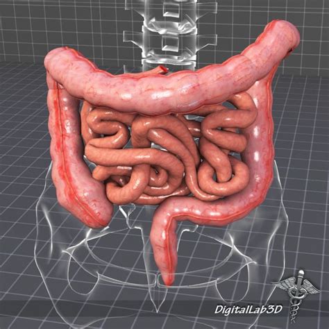 3d Human Large Small Intestines