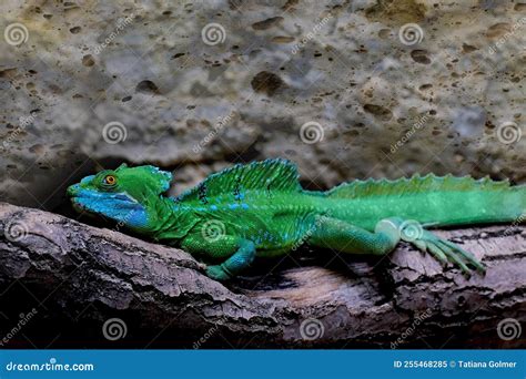 Green Lizard Basilisk Basiliscus Plumifrons On A Wooden Driftwood