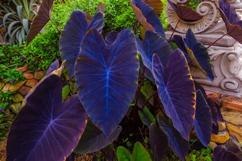 Colocasia Magia Negra Planta Oreja De Elefante Negro Planta Planta