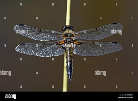 Four Spotted Chaser Libellula Quadrimaculata Stock Photo Alamy