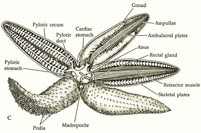 Starfish - Phylum Digestive System