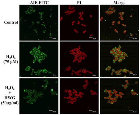 Effect Of Hwg On Aif Distribution In H2o2‐treated Pc12 Cells