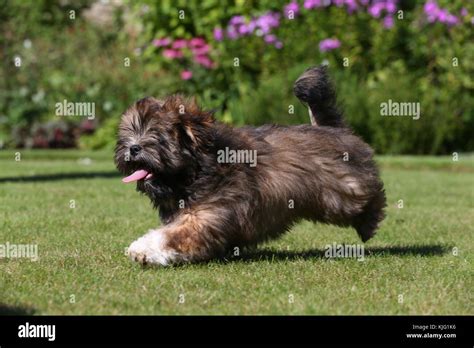 Lhasa Apso Puppy High Resolution Stock Photography And Images Alamy