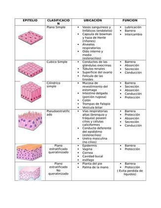 Lucha Perth Term Metro Tipos De Tejido Epitelial Blanco Como La Nieve