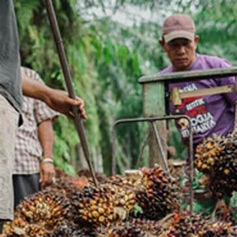 Berita Sawit Bengkalis Targetkan Peremajaan Sawit Rakyat Ha Di