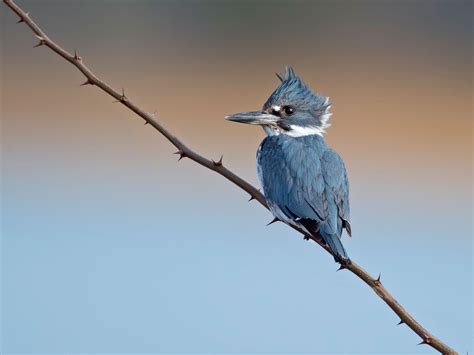 Belted Kingfisher Audubon Field Guide