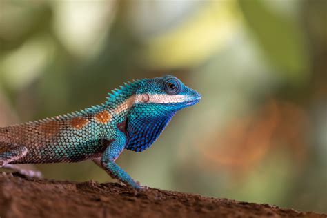 55 of the Most Colorful Lizards in the World | Color Meanings