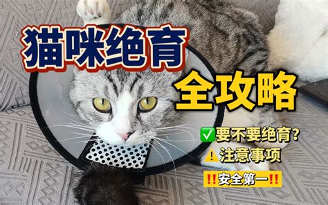 养猫必看！猫咪绝育全攻略，降低绝育风险！ 哔哩哔哩