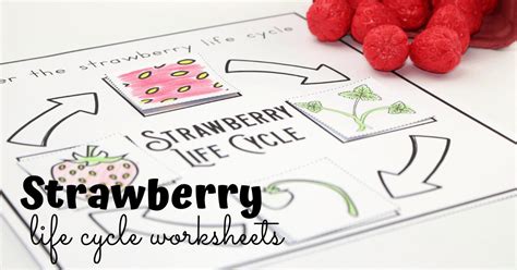 Printable Strawberry Life Cycle Worksheet Pack for Kids