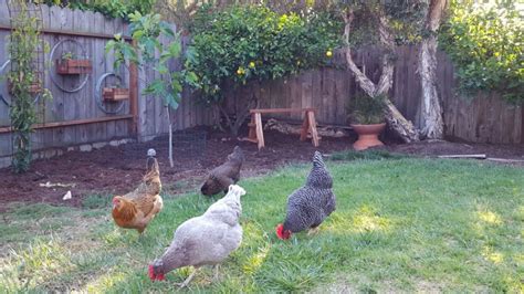 Backyard Chicken Basics With Half A Barn Farm People First Tourism