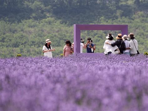 邂逅紫色浪漫 韩国江原道薰衣草花田盛放 搜狐大视野 搜狐新闻