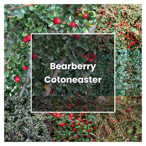 How To Grow Bearberry Cotoneaster Plant Care And Tips Norwichgardener