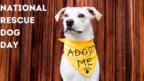 National Rescue Dog Day Celebrating Second Chances And Forever Homes