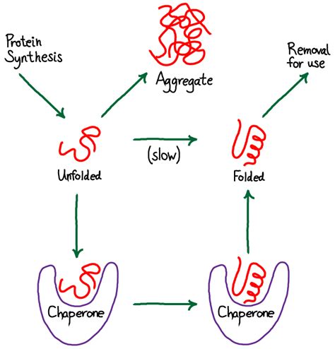 Chaperone-aided Protein Folding | Physical Lens on the Cell