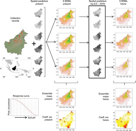 1 Species Distribution Model Sdm Workflow For Vaccinium Phillyreoides Download Scientific