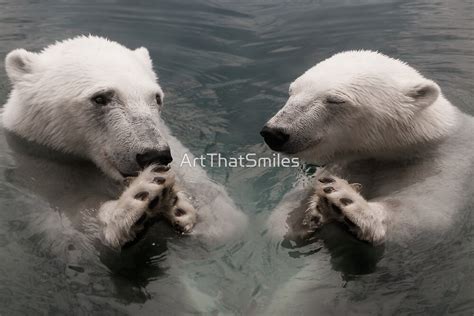 Bear Prayer Polar Bears Look Like They Are Praying By