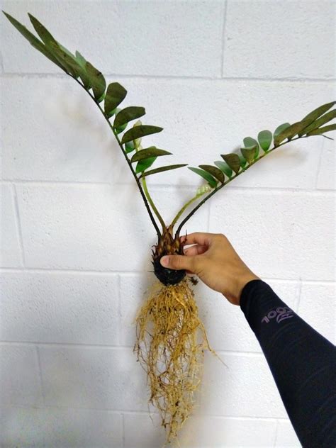 Zamia Root Formation [image] Eurekalert Science News Releases