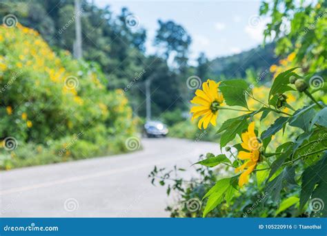 Mexican Sunflower Weed Tithonia Diversifolia Stock Photo Image Of