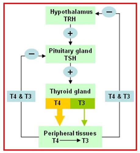 Endocrine System Pathology Flashcards Quizlet