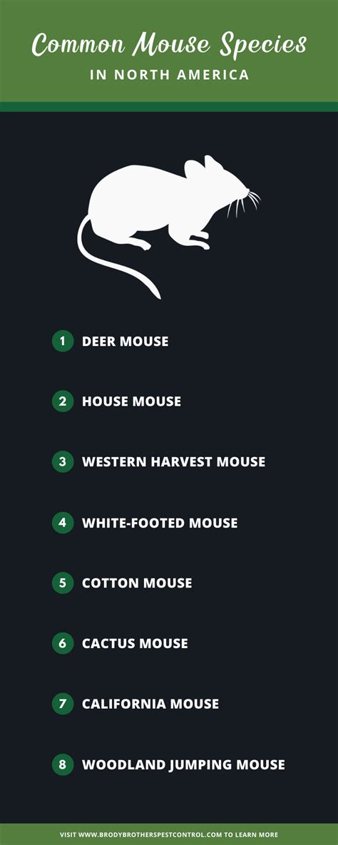 8 Common Mouse Species in the U.S. and Their Unique Traits 🐭