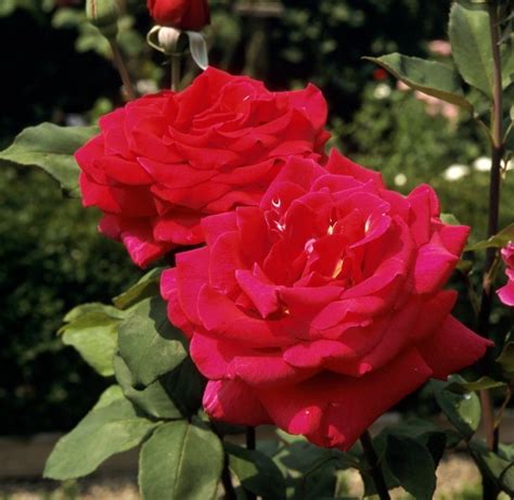 Rosa X Mister Lincoln Hybrid Tea Rose Siteone