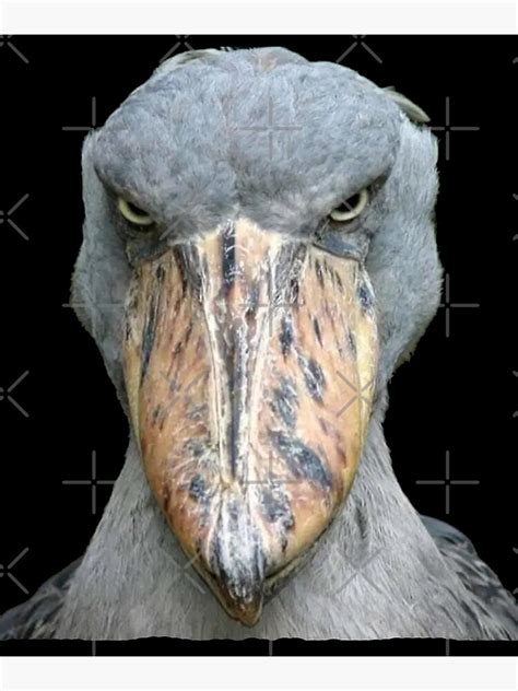 "Funny Shoebill Bird Look" Poster for Sale by metanof | Redbubble