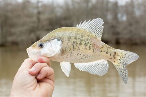 White Crappie Vs Black Crappie All Their Differences Tastylicious