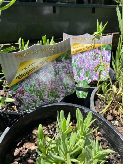 Lavandula Ellagance Sky Lavender Hello Hello Plants