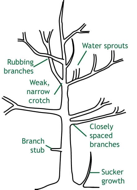 How To Trim A Tree All You Need Infos